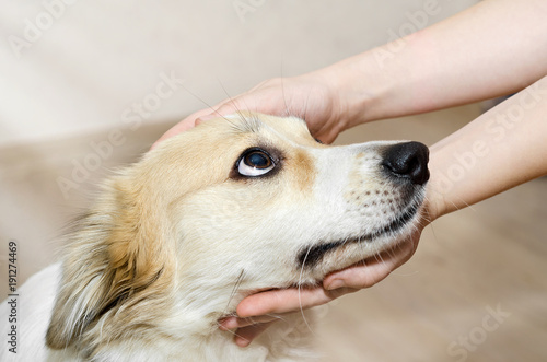 The head of the dog in the children's hands. Selective focus.