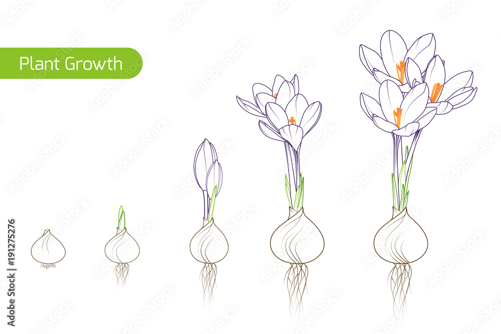 Spring crocus flower growth germination evolution phases from bulb to