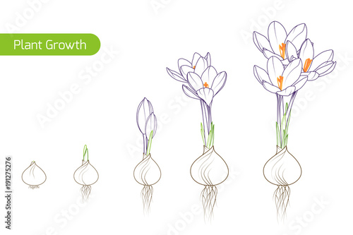 Spring crocus flower growth germination evolution phases from bulb to sprouts to plant. Floriculture holticulture process concept illustration. Outline sketch drawing green purple. White background.