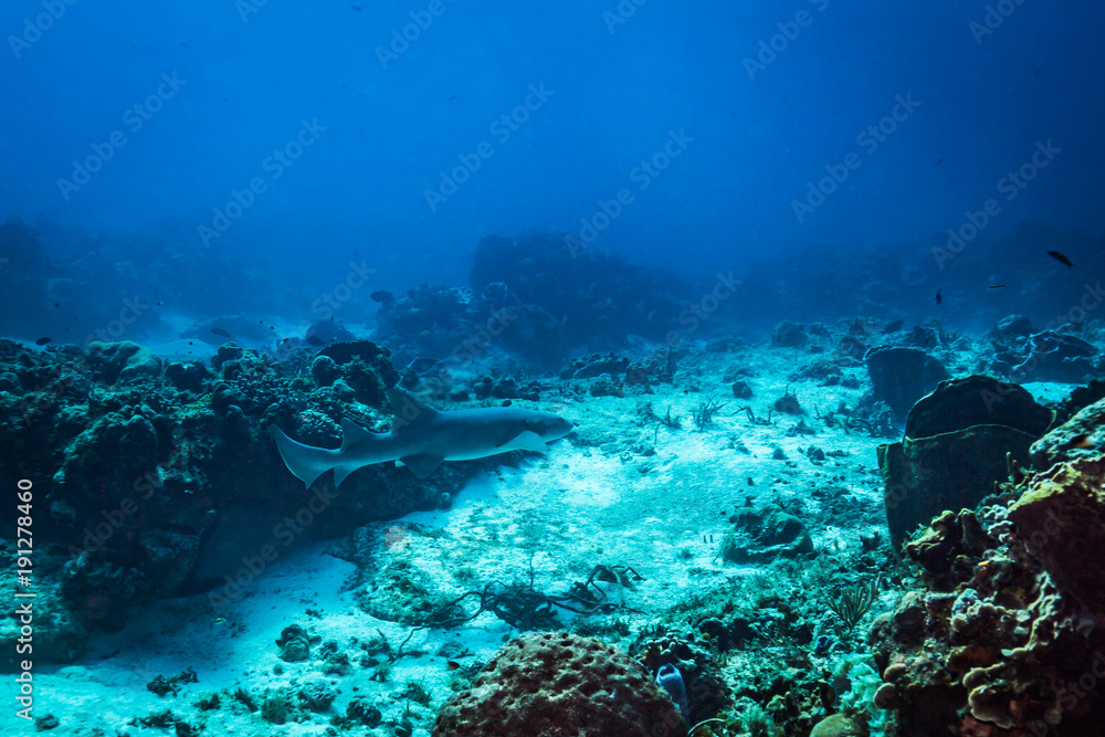 Fototapeta premium Nurse shark