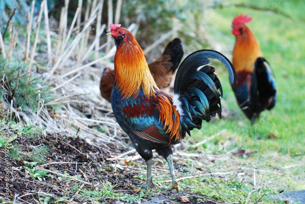 Chicken and Rooster Chicken and Rooster