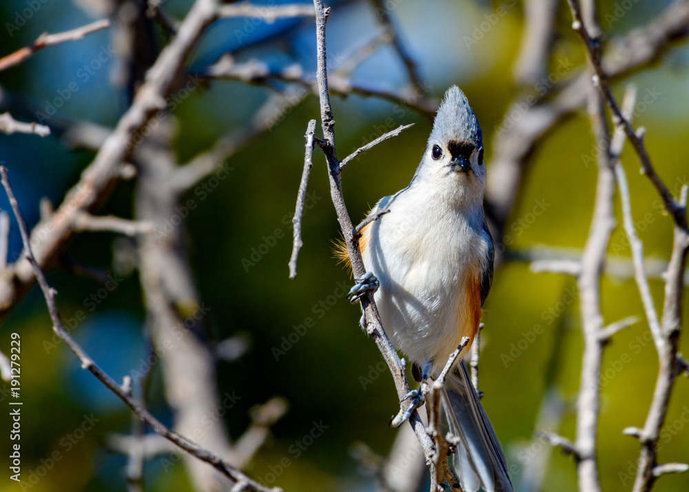 Obraz premium Tufted Titmouse -Baeolophus bicolor -- perched on branch with green, bokeh background