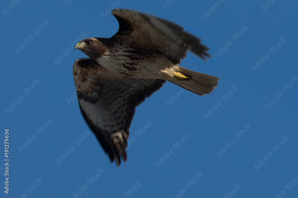 Obraz premium Red-tailed hawk flying, seen in the wild in North California