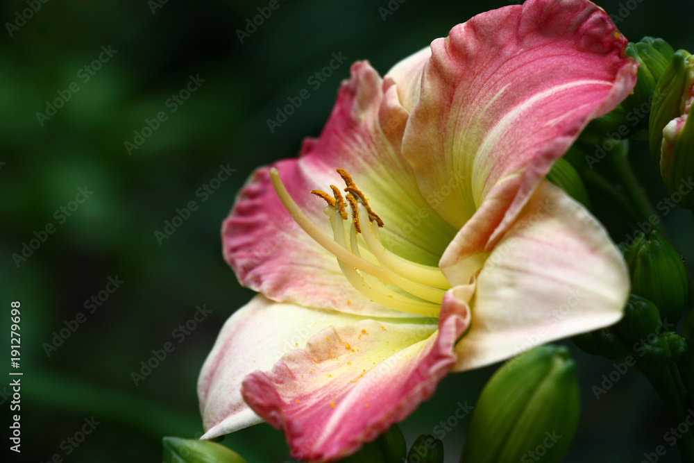 Fototapeta premium Gentle hemerocallis./Flower of a day lily with petals in gentle colors among not opened buds of green color.