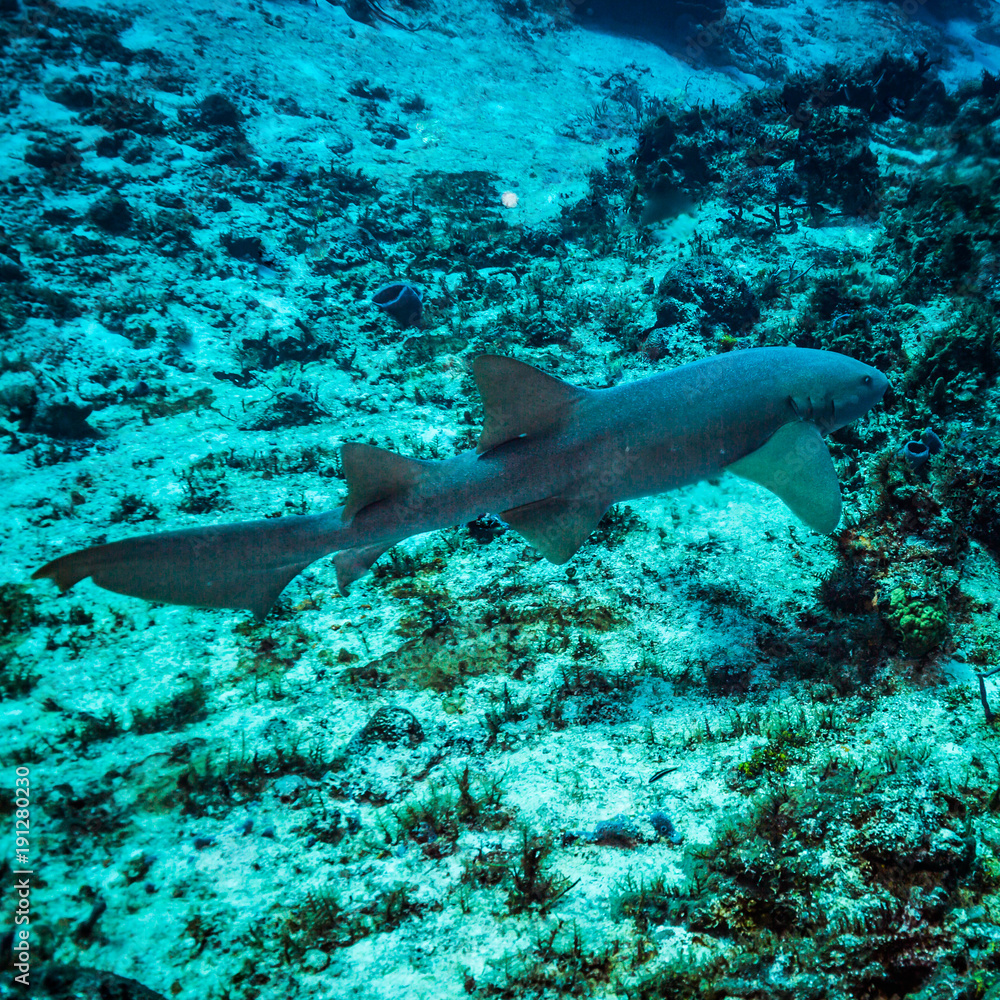 Fototapeta premium Nurse shark