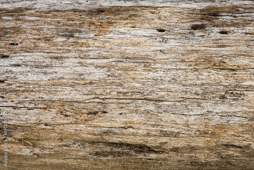 white yellow brown light old dry tree grunge texture with many small round holes from termites insects bug wide angle from beach white yellow brown light old dry tree grunge texture with many small round holes from termites insects bug wide angle from beach