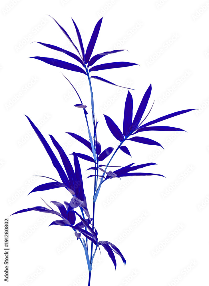 Fototapeta premium tiges de bambou bleu, fond blanc