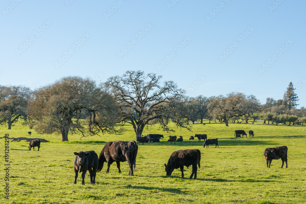 Cattle in pasture with Oak trees. Sonoma County, California.