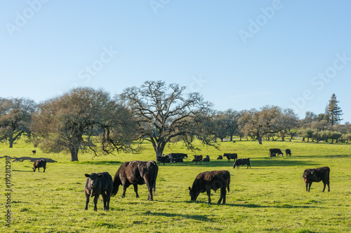 Cattle in pasture with Oak trees. Sonoma County  California.