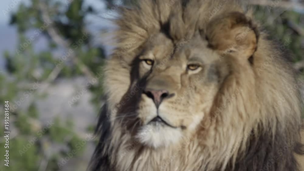 Lion rack focus to face from green trees Lion rack focus to face from green trees