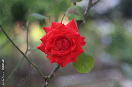 red rose