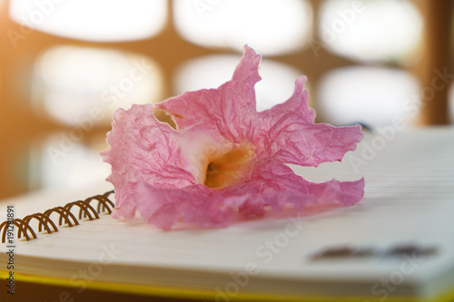 Wallpaper Mural Pink flower put on the notebook Torontodigital.ca