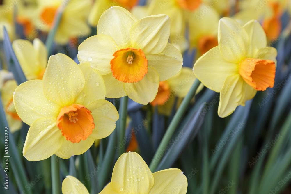 Flower and green leaf background in flower garden at sunny summer or spring day. flower for postcard beauty decoration and agriculture concept design. Daffodil flower. Flower and green leaf background in flower garden at sunny summer or spring day. flower for postcard beauty decoration and agriculture concept design. Daffodil flower.