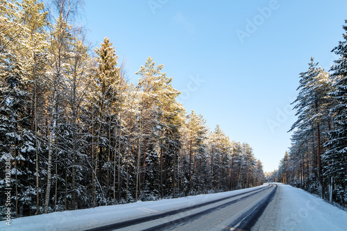 road in a winter pine forest