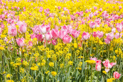 Pink tulips on background of yellow flowers