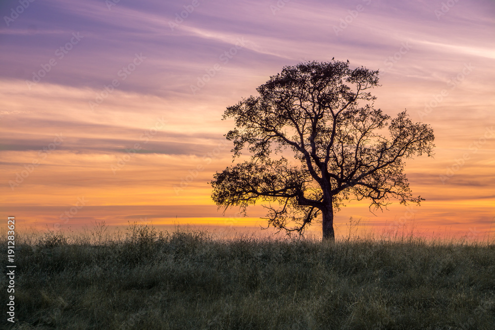 oak tree sunset