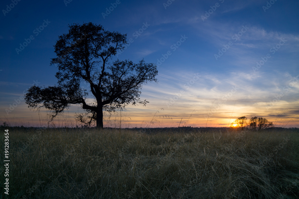 oak tree sunset