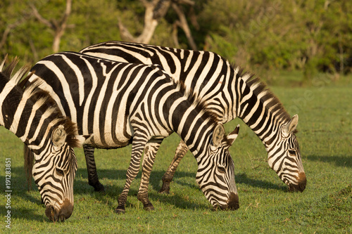 zebra on the grasslands of the Maasai Mara  Kenya