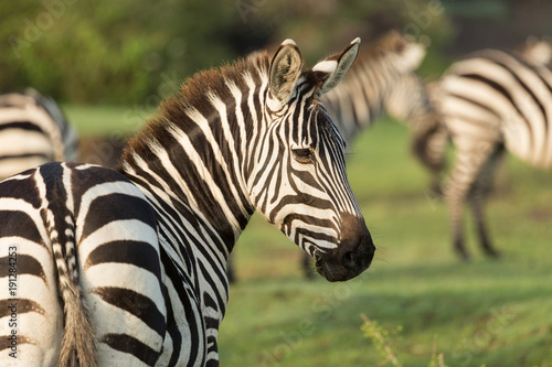 closeup of a zebra on the grasslands of the Maasai Mara  Kenya