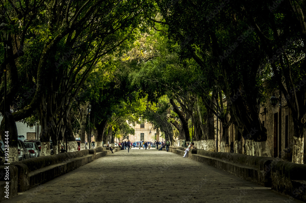 Tree lined path in Morelia