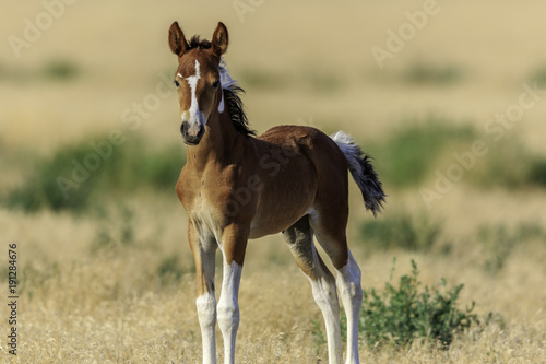 Curious Colt