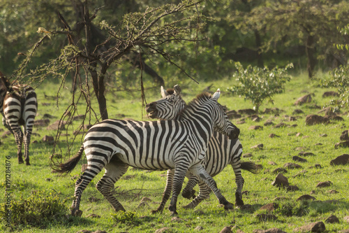 two zebras running on the grasslands of the Maasai Mara, Kenya