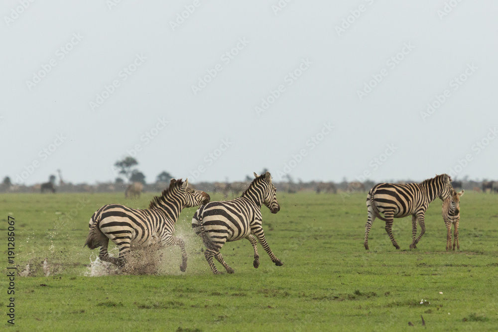 Naklejka premium two zebras running on the grasslands of the Maasai Mara, Kenya
