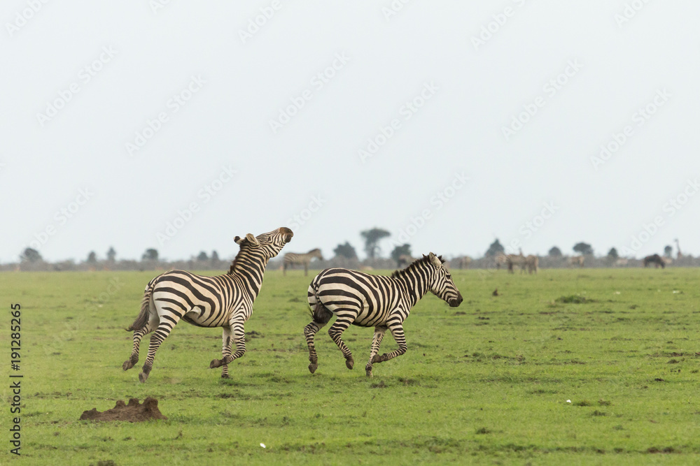 two zebras running on the grasslands of the Maasai Mara, Kenya two zebras running on the grasslands of the Maasai Mara, Kenya