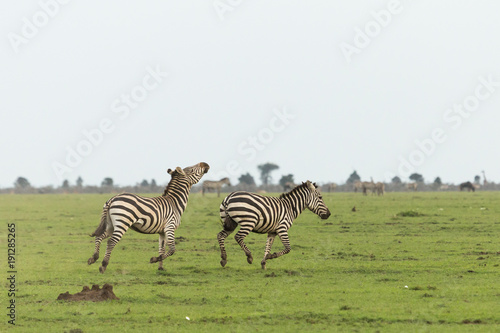 two zebras running on the grasslands of the Maasai Mara  Kenya