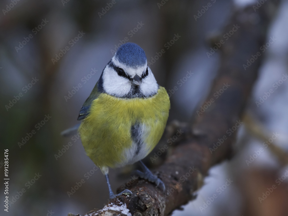 Fototapeta premium Eurasian blue tit (Cyanistes caeruleus)