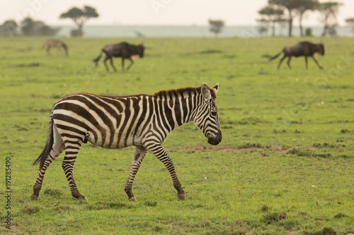 Fototapeta Naklejka Na Ścianę i Meble -  zebra on the grasslands of the Maasai Mara, Kenya