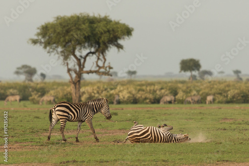 zebra rolling in the dirt on the grasslands of the Maasai Mara, Kenya