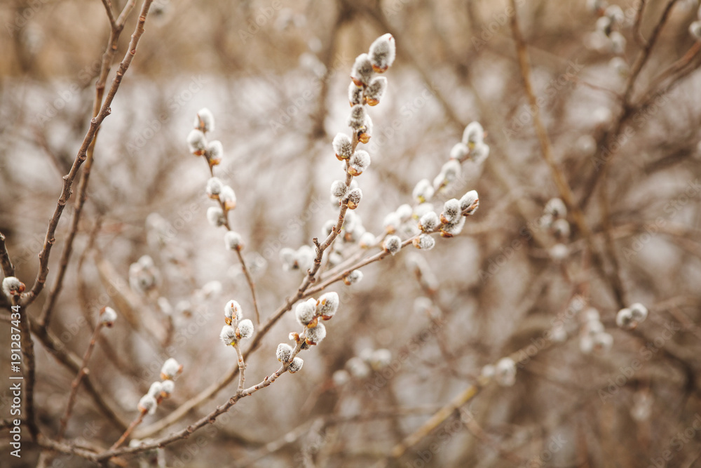 flowering willow in early spring. Verba in nature. flowering willow in early spring. Verba in nature.