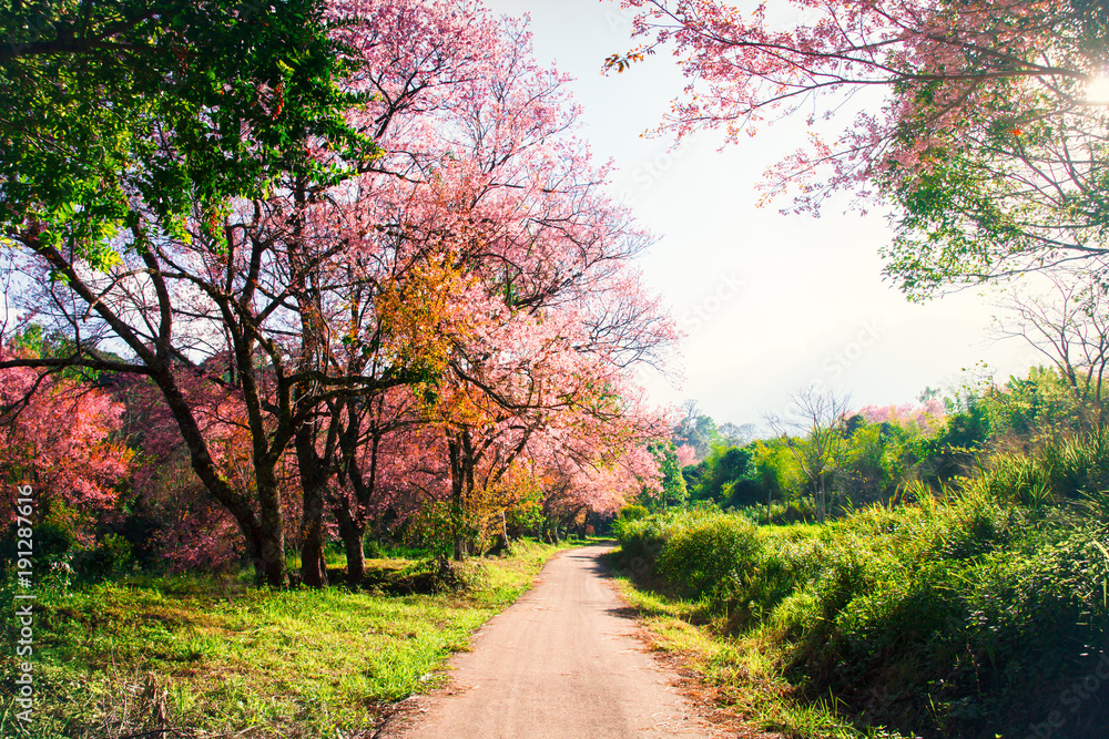 Beautiful cherry blossom trees in bloom in nature Beautiful cherry blossom trees in bloom in nature