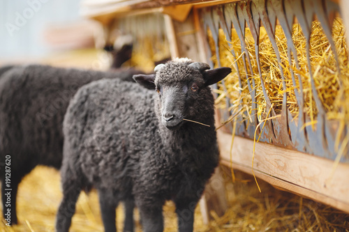 black lamb eating hay in the paddock.