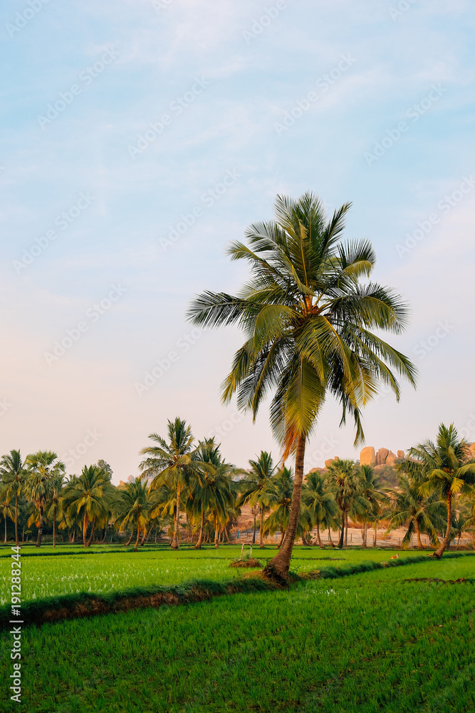 Green rice field with palm trees in Hampi, India Green rice field with palm trees in Hampi, India