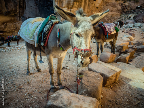 Donkey near the Shrine in Petra