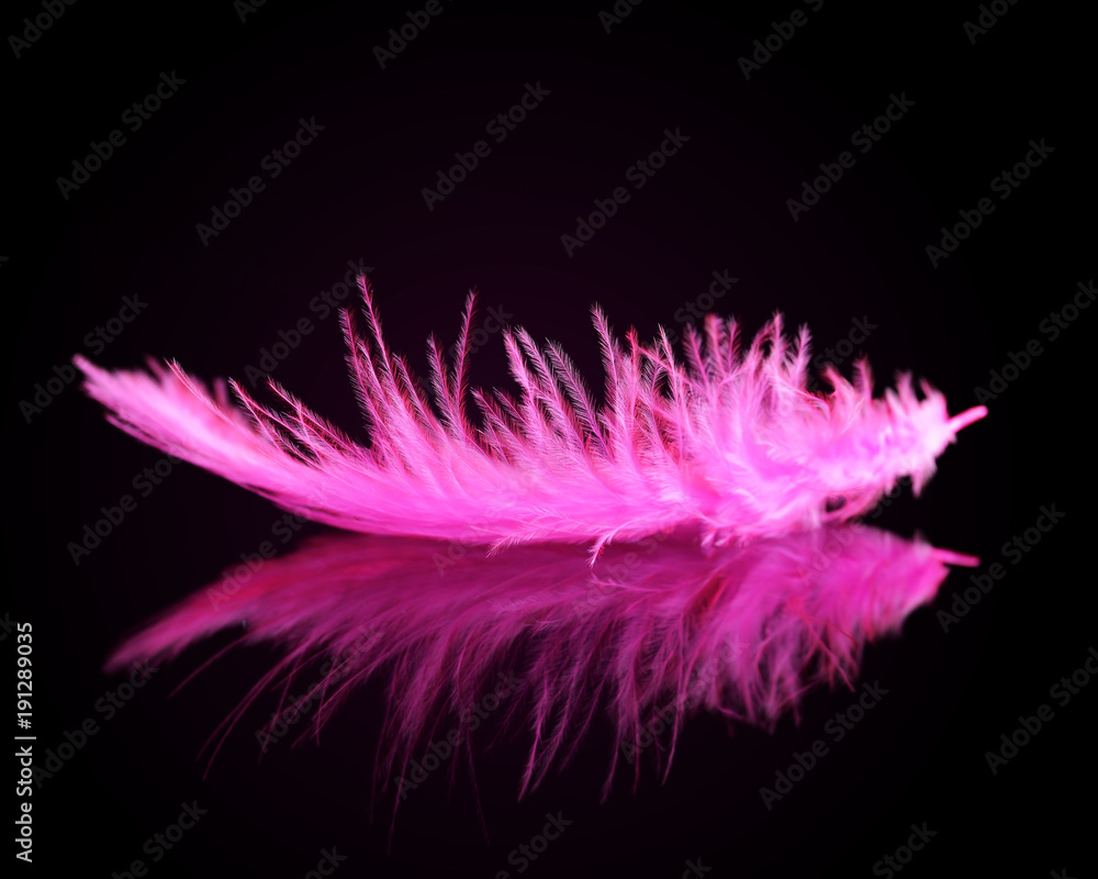 Obraz premium Pink bird feather on black background.