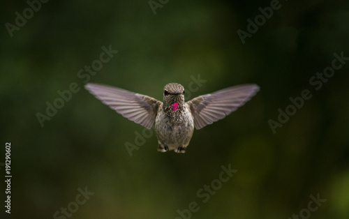 Humming bird head on in the air