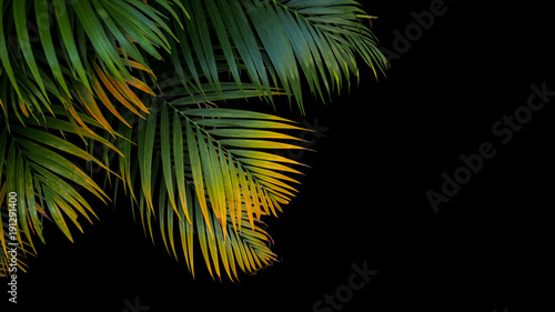 Fotografie Tropical palm leaves, green and yellow palm fronds on black background