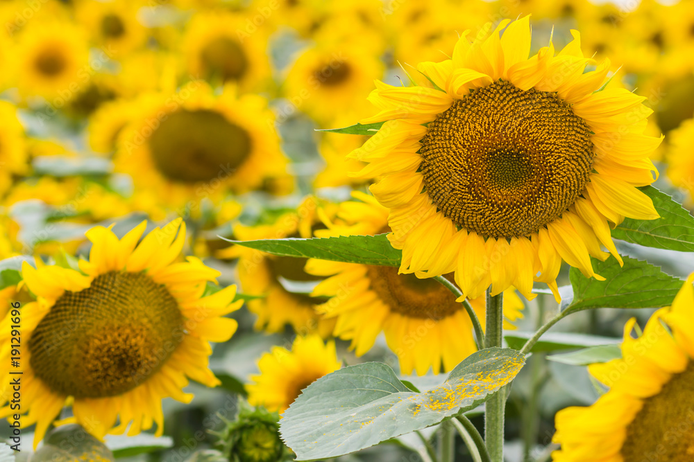Beautiful sunflower field
