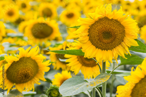 Beautiful sunflower field