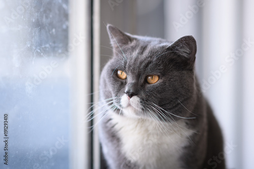 Grey cat, shot indoors