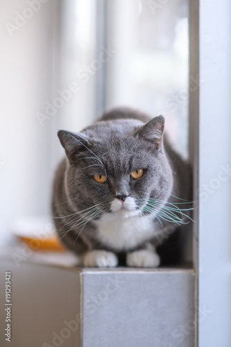 Grey cat, shot indoors © chendongshan