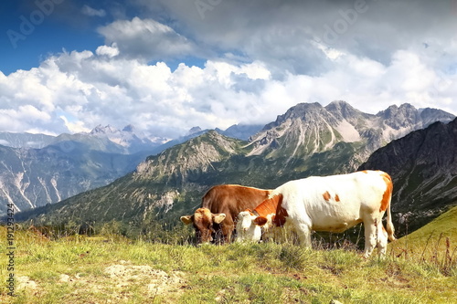 Kühe im Allgäu, Bayern