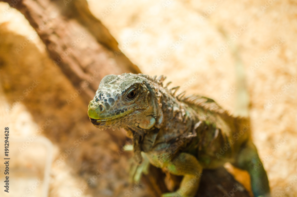 Big lizard - green iguana sitting motionless in a cage in a pet store Big lizard - green iguana sitting motionless in a cage in a pet store
