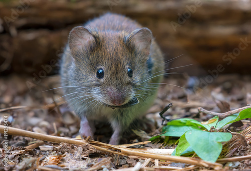 Bank vole with seed in mouth feeding on the ground in forest litter © NickVorobey.com