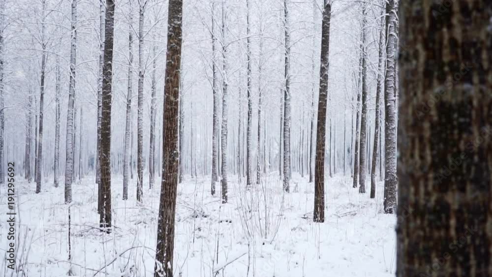 Panning across winter tree trunks in heavy snow through a forest Panning across winter tree trunks in heavy snow through a forest