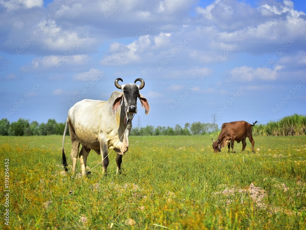 cow in farm cow in farm