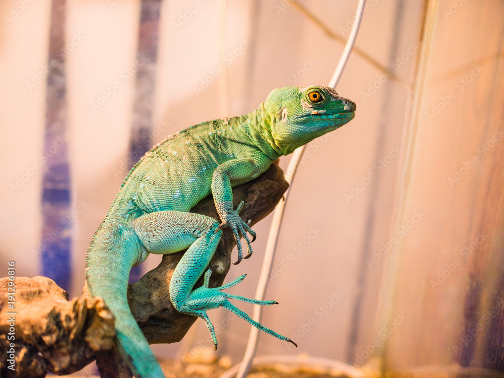 Fototapeta premium Reptile is the Common Basilisk sitting on a tree at a pet store. Terrarium.
